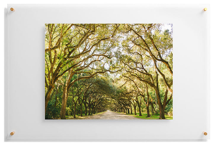 Bethany Young Photography Savannah Wormsloe Historic Ii Floating Acrylic Print