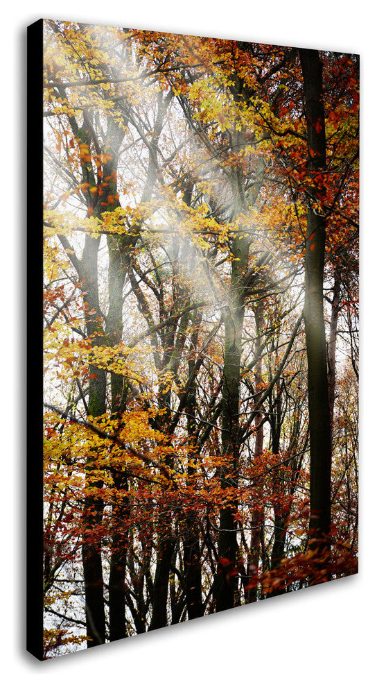 'Just the Light' Canvas Art by Philippe Sainte-Laudy