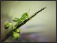 "Saltamontes" Framed Canvas Giclee by Jimmy Hoffman, 25x19"