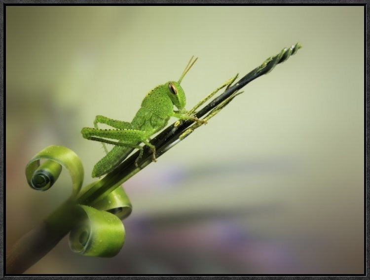 "Saltamontes" Framed Canvas Giclee by Jimmy Hoffman, 25x19"