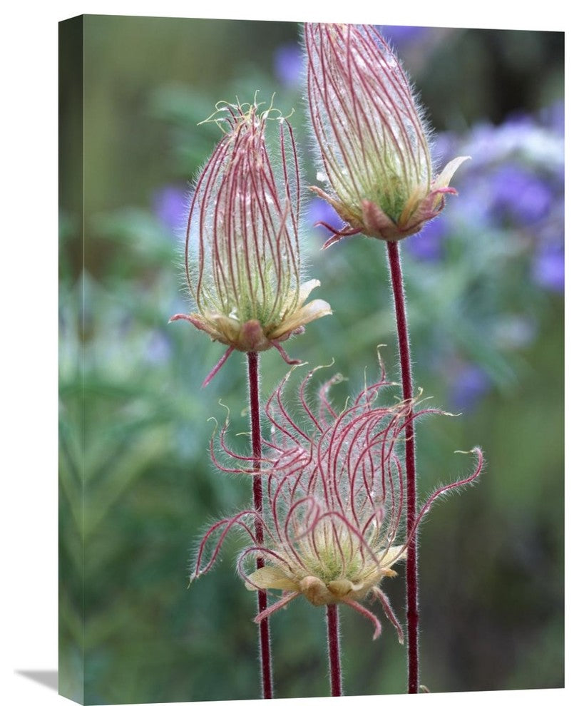 "Prairie Smoke Okanagan Valley, British Columbia, Canada" Artwork, 18" x 24"
