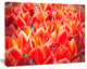 Tulip Flowers in the Keukenhof Park, Floral Canvas Art Print, 40"x30"