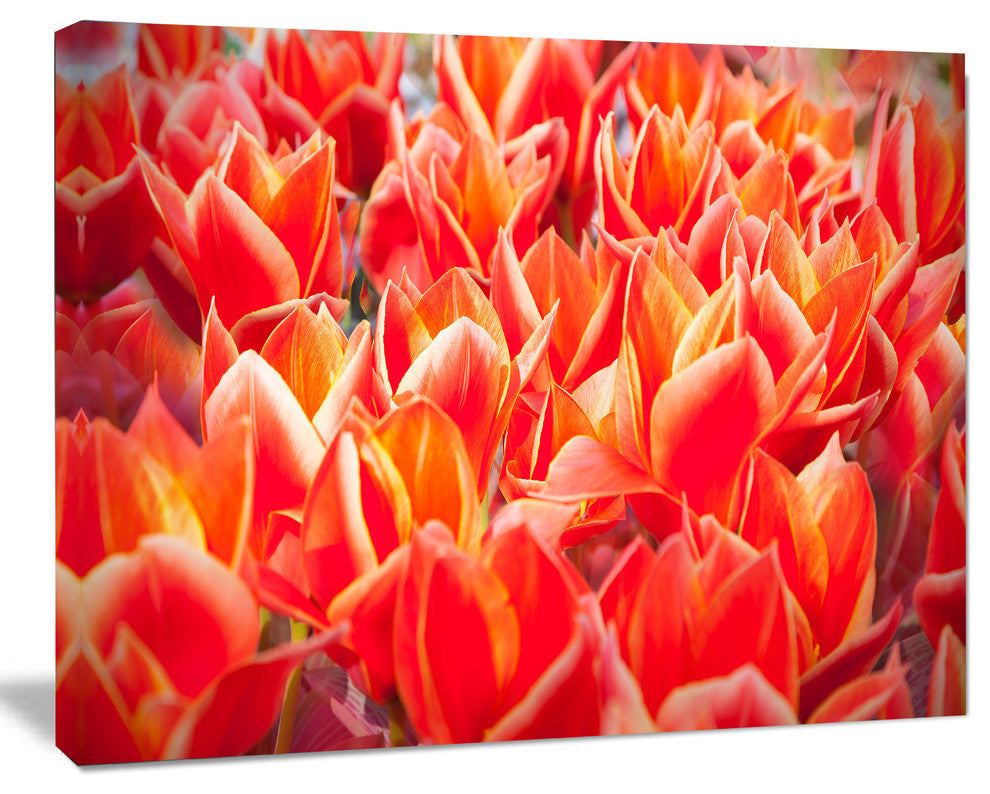 Tulip Flowers in the Keukenhof Park, Floral Canvas Art Print, 40"x30"