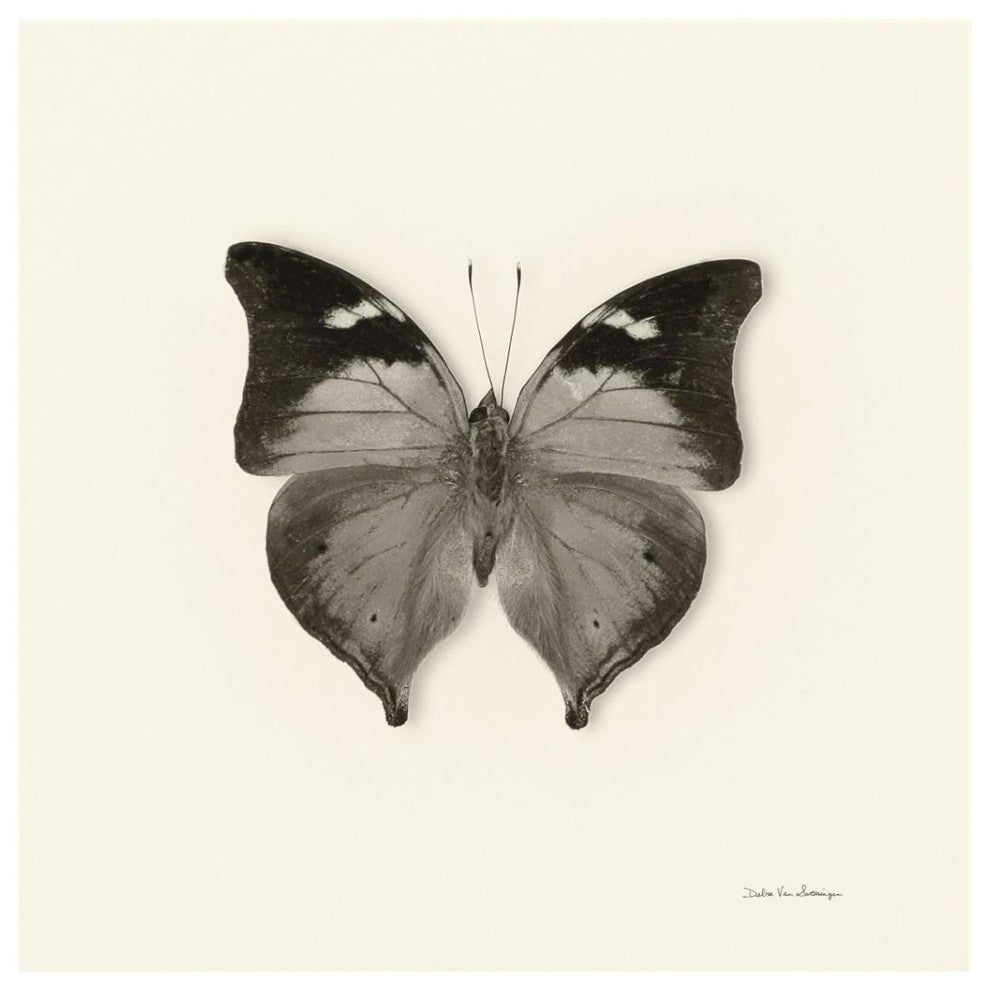"Butterfly VII - BW" Digital Paper Print by Debra Van Swearingen, 38"x38"