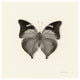 "Butterfly VII - BW" Digital Paper Print by Debra Van Swearingen, 38"x38"