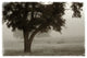 "Calm Mist" Digital Paper Print by Debra Van Swearingen, 32"x22"