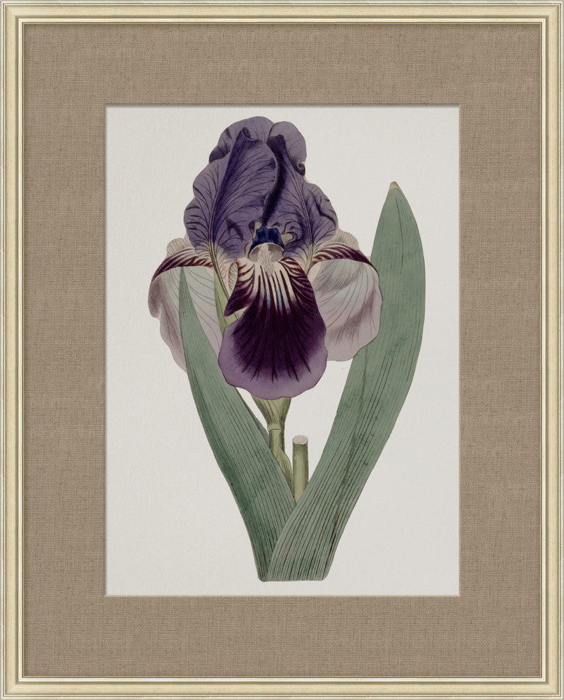 Floral Study In Plum 2, Giclee Reproduction Artwork