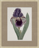 Floral Study In Plum 2, Giclee Reproduction Artwork