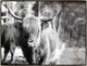 40x30 Highland VI, Framed Artwork, Silver