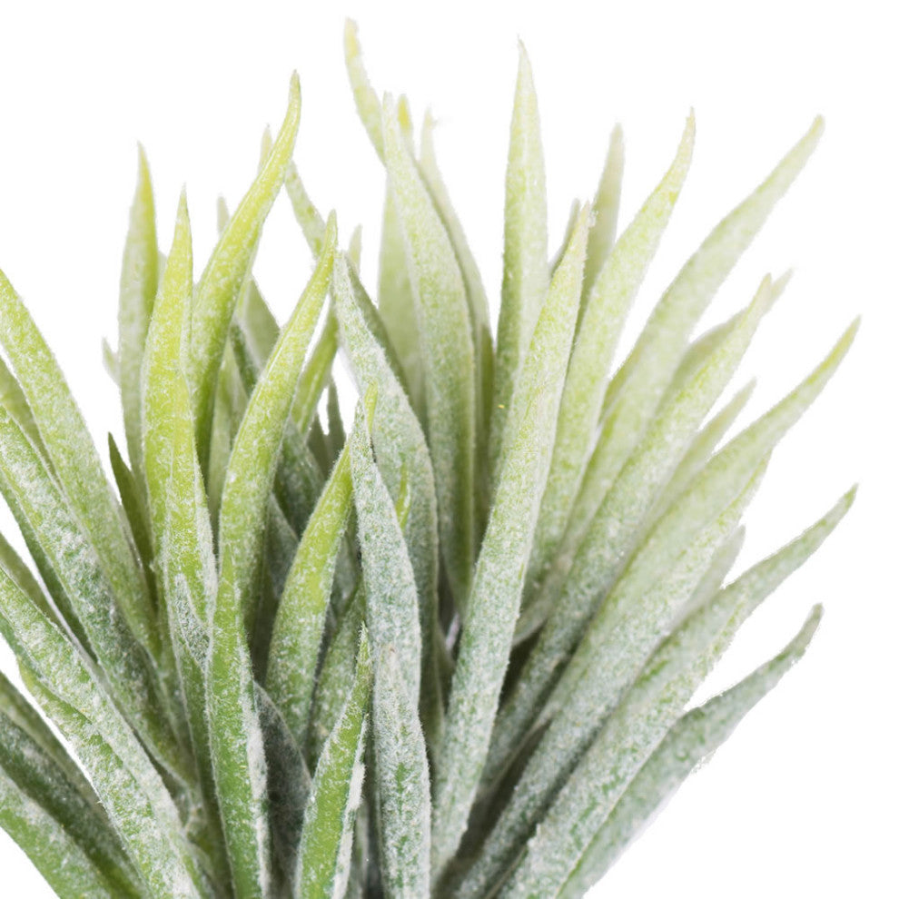 Vickerman Fe171106 5"Artificial Green And White Seneco Succulent Pick, 6 Pack