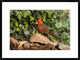 "Northern Cardinal male, Santa Rita Mountains, Arizona"  by Tom Vezo, 32x24"