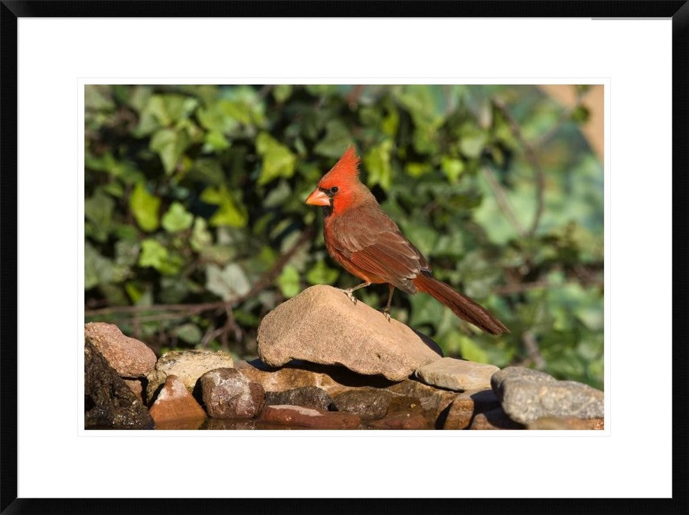 "Northern Cardinal male, Santa Rita Mountains, Arizona"  by Tom Vezo, 32x24"