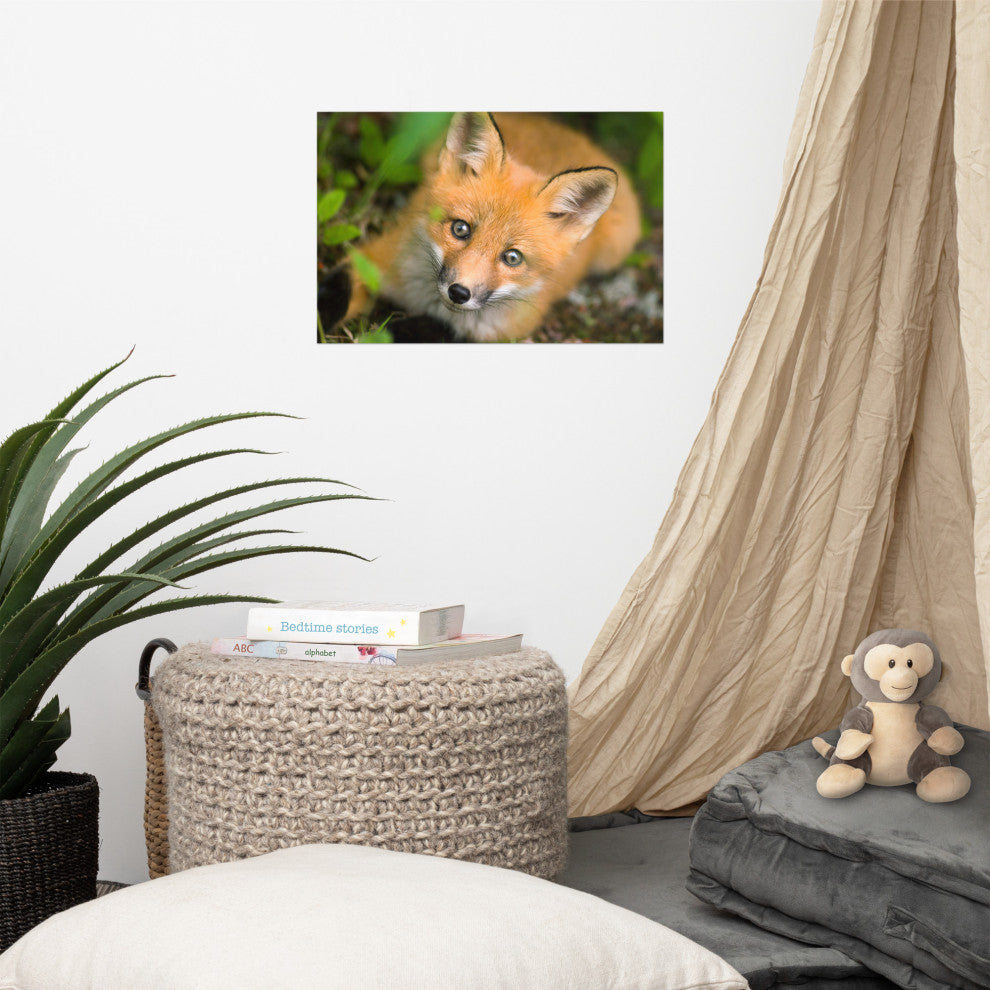 Young Red Fox Face Animal Wildlife Nature Photograph Loose Wall Art Print, 12" X 18"
