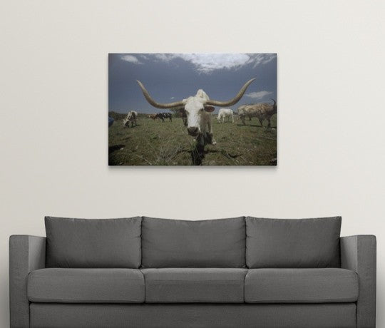 "Herd of Texas Longhorn cattle in a field" Canvas Art, 48"x32"x1.25"
