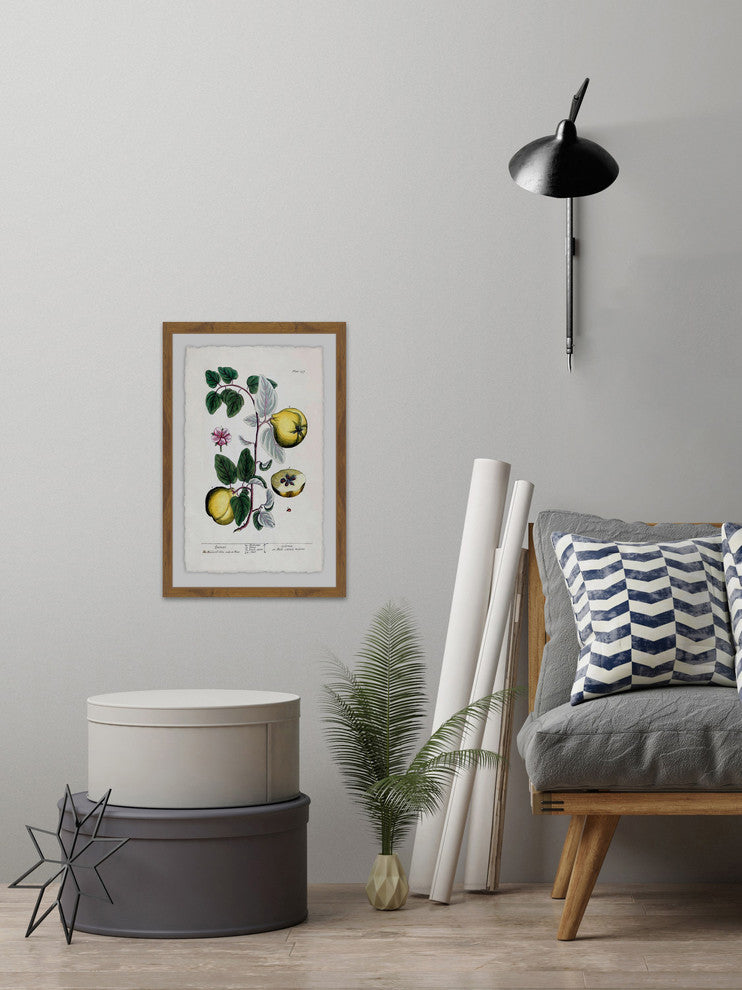 "Herbal Fruit Cydonea" Framed Painting Print, 20"x30"