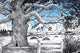 The Tree in the Field- Fine Art Giclee Print 24" x 36"