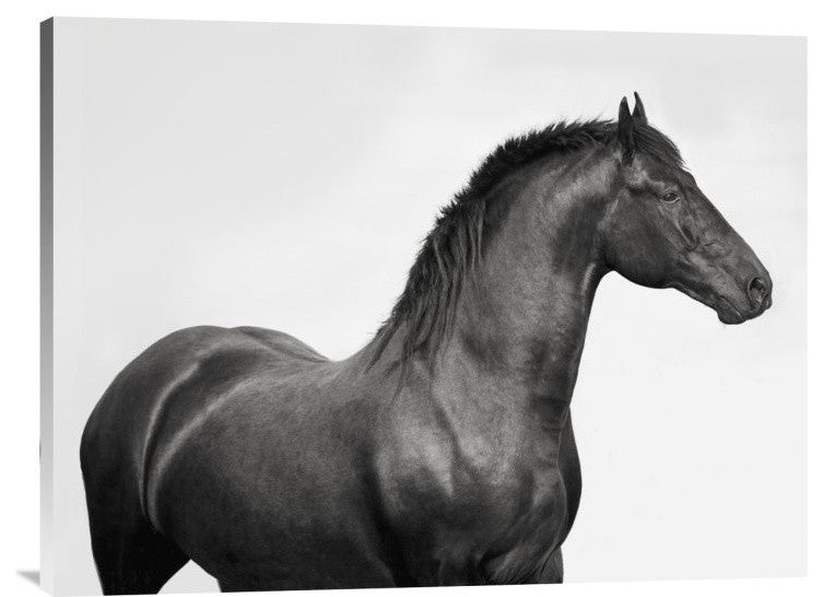 "King Mamba, Stallion" Stretched Canvas Giclee by Pangea Images, 32x24"