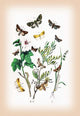 Moths: Hadena Atriplicis, H. Exulis, Et Al- Fine Art Giclee Print 24" x 36"