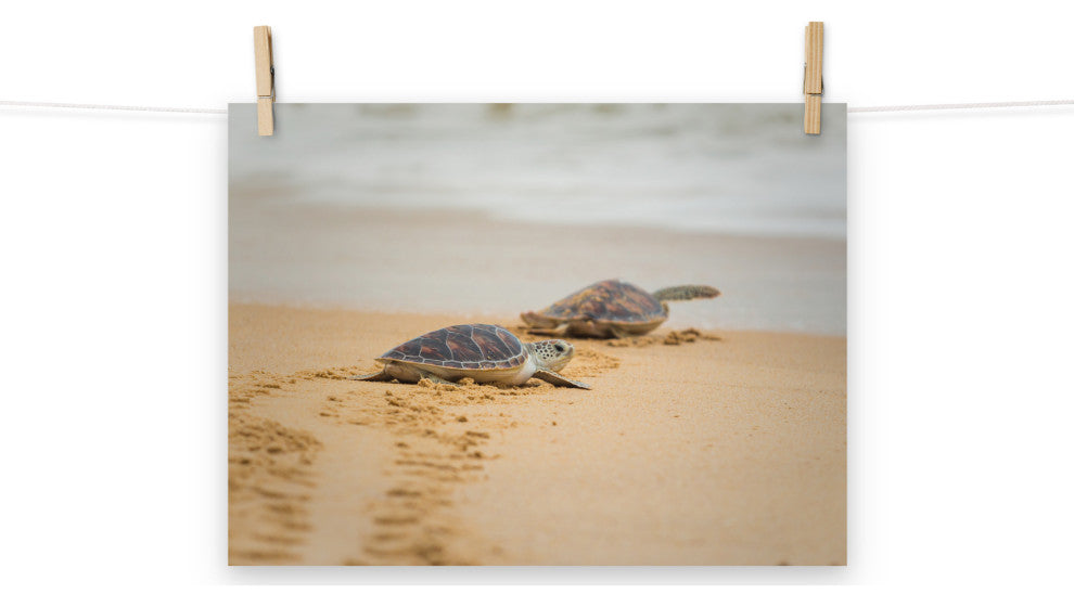 Baby Hawksbill Sea Turtle On The Beach Animal Wildlife Loose Wall Art Print, 12" X 16"