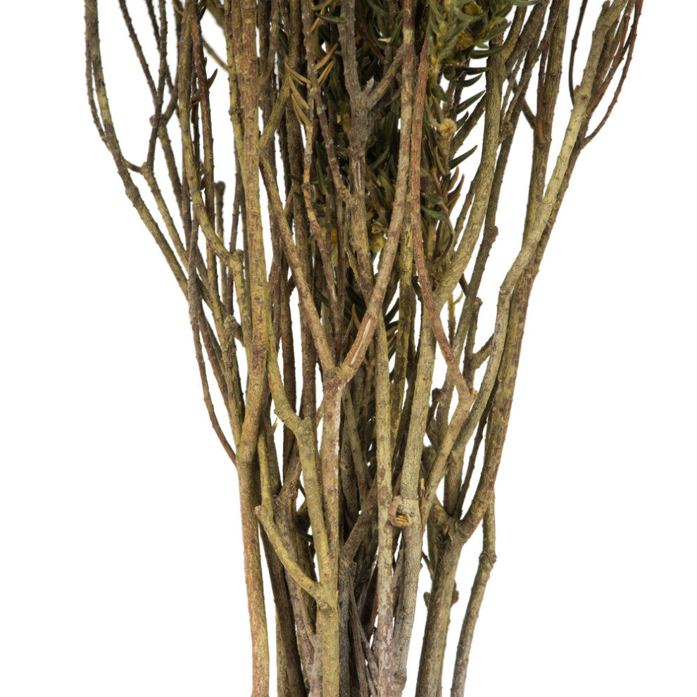 Vickerman Cotton Phylica Flower Bundle, Preserved 4oz