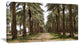 Date Palm Plantation Photography, Modern Forest Canvas Art, 32"x16"