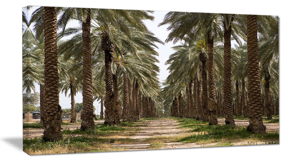 Date Palm Plantation Photography, Modern Forest Canvas Art, 32"x16"