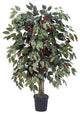 Vickerman TBU0340-06 4' Artificial Capensia Bush, Black Plastic Pot