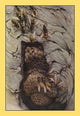 Common Wasps - Gallery Wrapped Canvas Art 28" x 42"