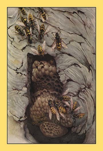 Common Wasps - Gallery Wrapped Canvas Art 28" x 42"