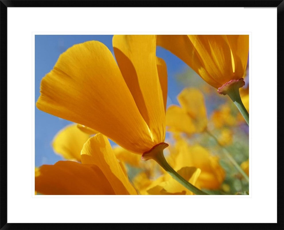 California Poppy Flowers, Antelope Valley, California, 30"x24"