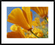 California Poppy Flowers, Antelope Valley, California, 30"x24"