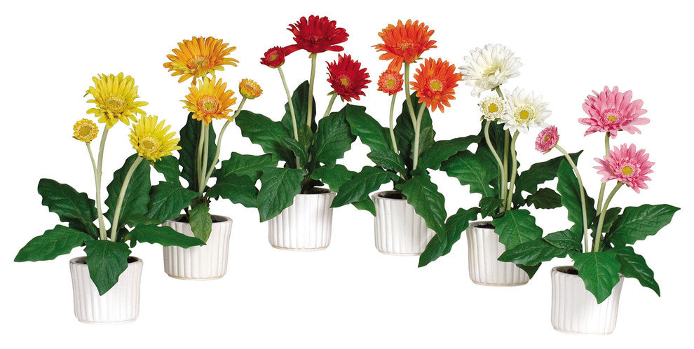 Gerber Daisy With White Vase, Set of 6