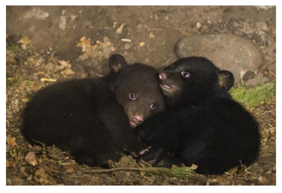 "Black Bear cubs playing in den" Paper Art, 20"x14"