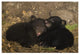 "Black Bear cubs playing in den" Paper Art, 20"x14"