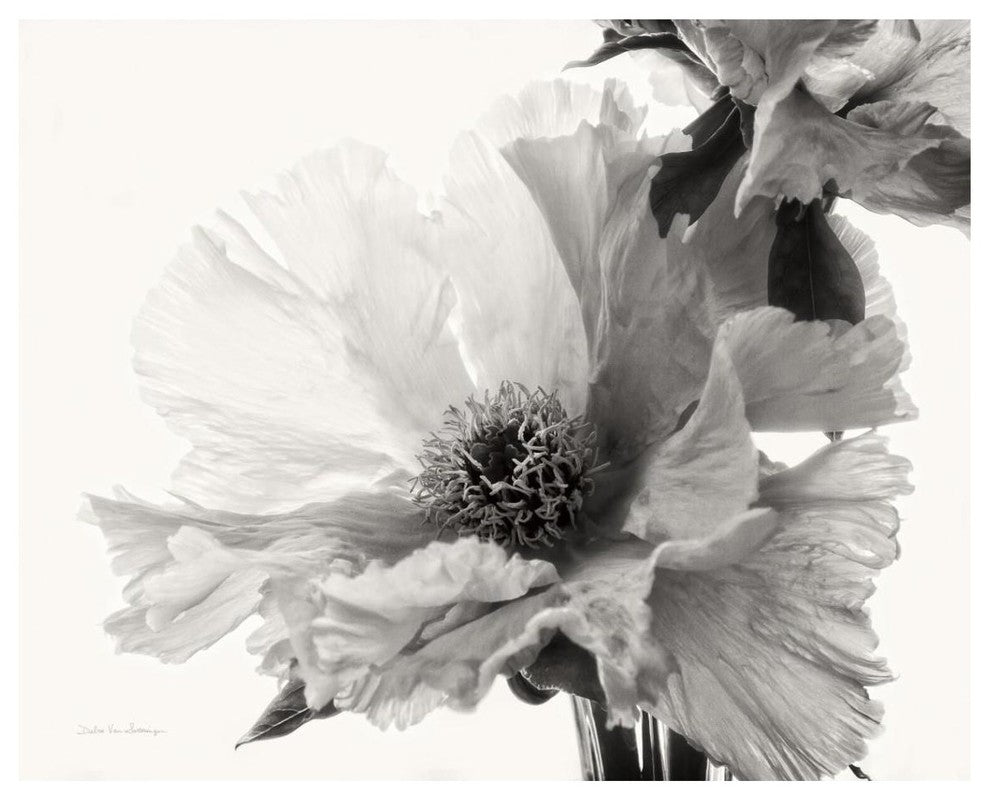 "Translucent Peony V - BW" Digital Paper Print by Debra Van Swearingen, 37"x30"