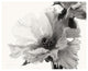 "Translucent Peony V - BW" Digital Paper Print by Debra Van Swearingen, 37"x30"