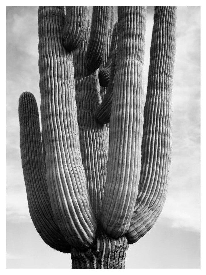 "Cactus Saguaros, Saguro National Monument, ca. 1941-1942" Paper Art, 18"x24"