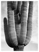 "Cactus Saguaros, Saguro National Monument, ca. 1941-1942" Paper Art, 18"x24"