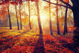 "Golden Afternoon" Tempered Glass Wall Art