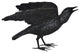Raven With Open Wings Bronze Statue, 16"Lx25"Wx15"H