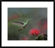 Rufous-Tailed Hummingbird At Fairy Duster Flower, Costa Rica, 26"x22"