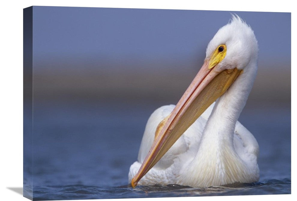 "American White Pelican North America" Canvas Giclee by Tim Fitzharris, 24"x18"