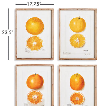 Citrus Study Gallery Art, Set of 4