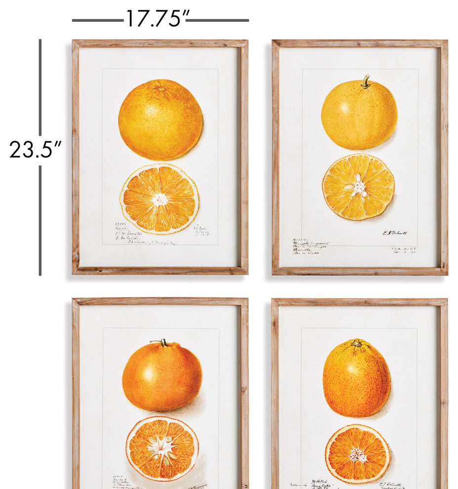 Citrus Study Gallery Art, Set of 4