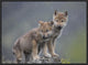 "Gray Wolf pups in light snowfall, North America"  by Tim Fitzharris, 25x19"