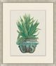 Aloe Pot 6, Giclee Reproduction Artwork