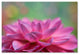 Cora Niele ''Dahlia Petals'' Canvas Art