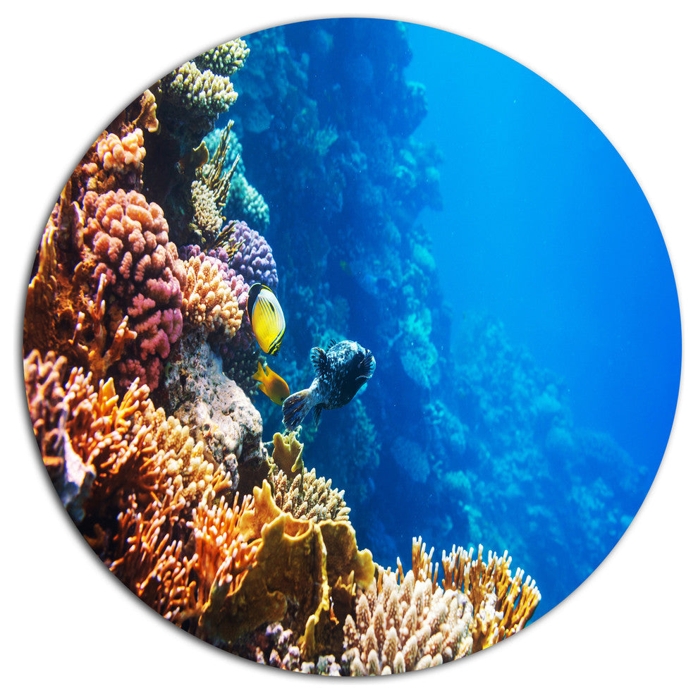 Beautiful Coral Fish Of Red Sea, Seashore Disc Metal Artwork, 36"