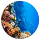 Beautiful Coral Fish Of Red Sea, Seashore Disc Metal Artwork, 36"