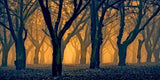 "Woods Aglow" Painting Print on Canvas